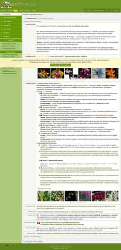Screenshot passiflora.ru