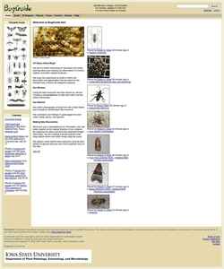 Screenshot www.bugguide.net